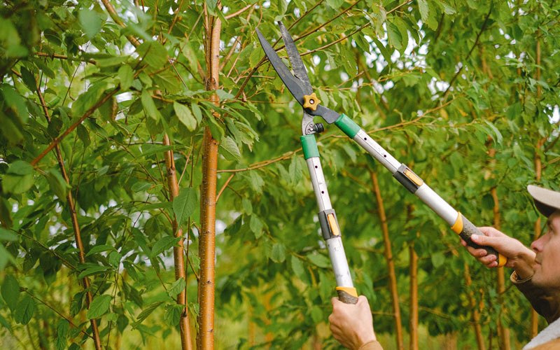 Tree trimming in Hillsboro, IL