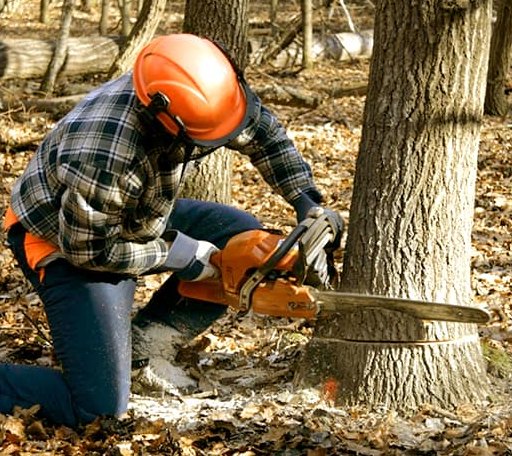 Tree Removal in Hillsboro, IL